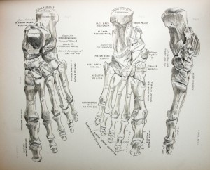 bones